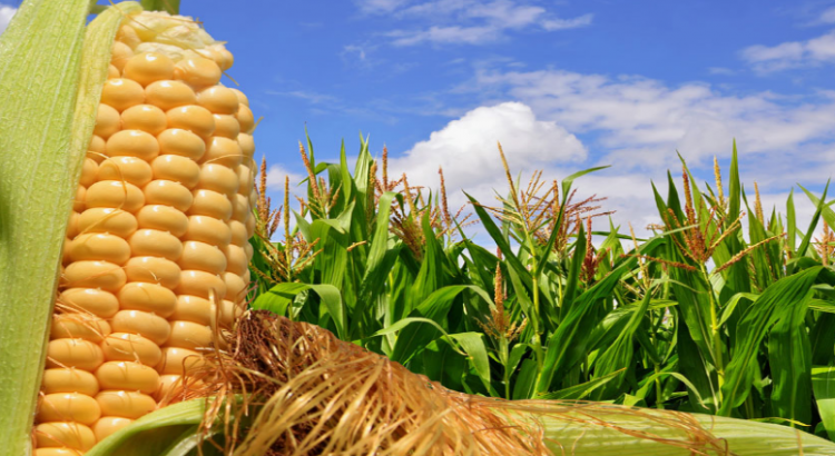 Hay riesgo en la producción de maíz