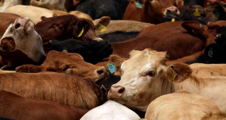 Aumenta el robo de ganado en Aguascalientes