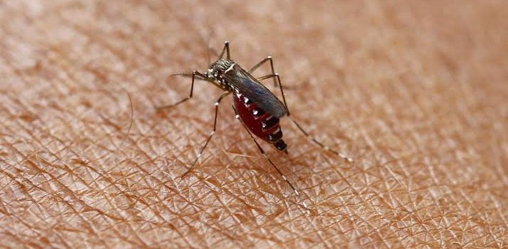 Intensificarán lucha contra el dengue en Aguascalientes