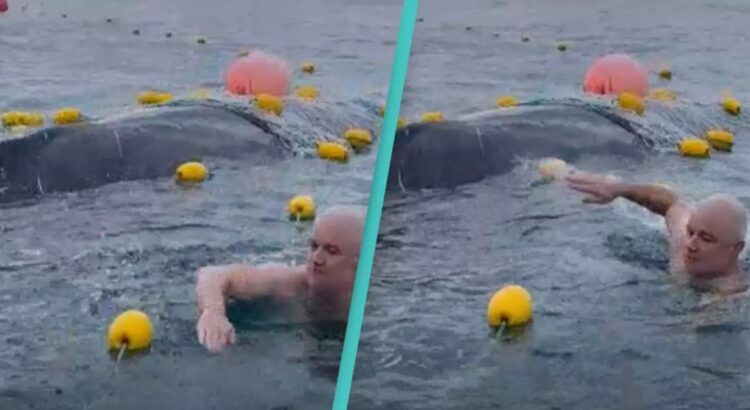 Grupo de amigos enfrentan multas por rescatar a ballena jorobada atrapada en red