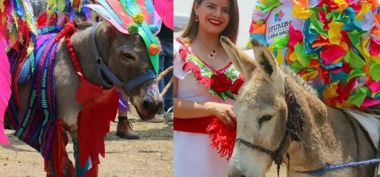 Invitan a … concurso de rebuznos Invitan a … concurso de rebuznos