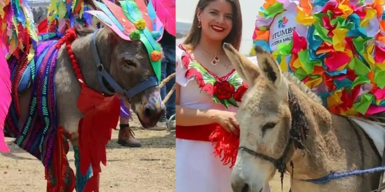 Invitan a … concurso de rebuznos