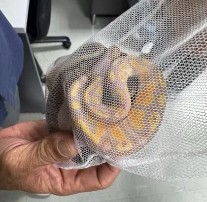 Detienen en Tailandia a ciudadano de Sri Lanka por intentar contrabandear pitones en su ropa interior Detienen en Tailandia a ciudadano de Sri Lanka por intentar contrabandear pitones en su ropa interior