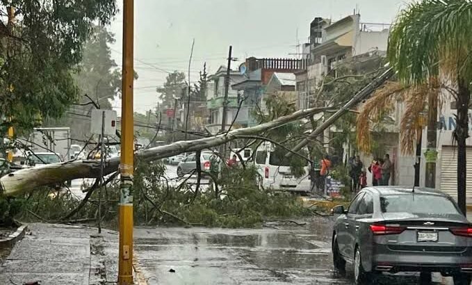 Fuertes lluvias generan caídas de árboles, bardas colapsadas y encharcamientos