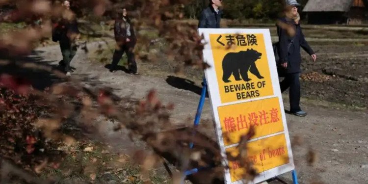 Empleado se defendió con judo de un ataque de oso Empleado se defendió con judo de un ataque de oso