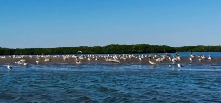 Inicia temporada alta de avistamiento de aves en La Paz