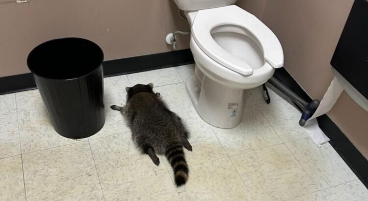 Mapache provoca caos en licorería de Virginia y termina inconsciente tras beber whisky