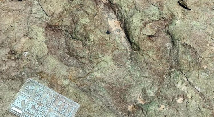 Huellas con 120 millones de años revelan presencia de dinosaurios en Tehuacán-Cuicatlán Huellas con 120 millones de años revelan presencia de dinosaurios en Tehuacán-Cuicatlán