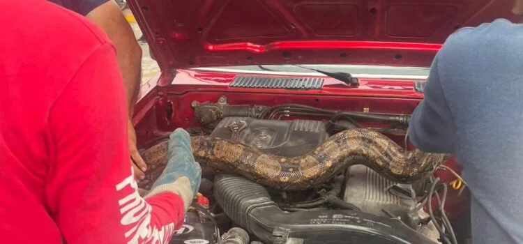 Bomberos auxilian a mujer que traía una boa en el motor de su auto