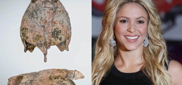 Descubren en Colombia una tortuga prehistórica y la nombran en honor a Shakira
