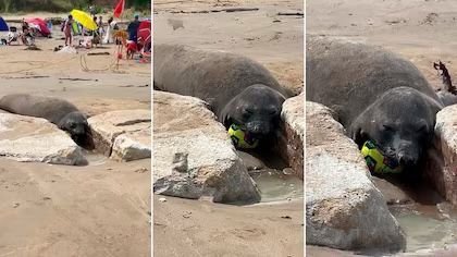 Elefante marino sorprende a familia y se roba la atención en playa de Mar del Plata
